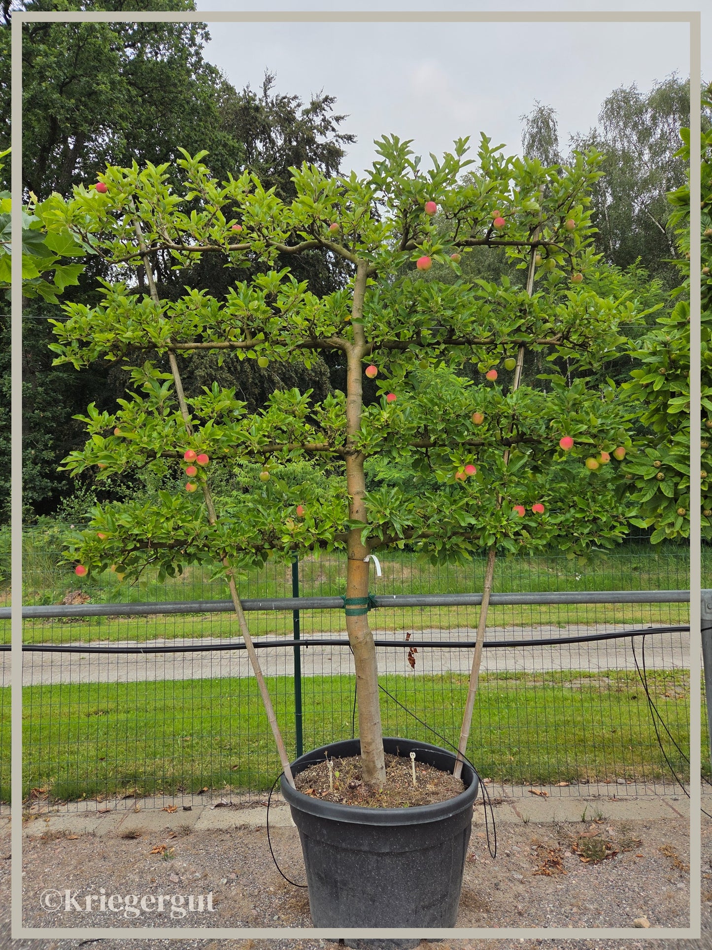 Malus domestica Royal Gala