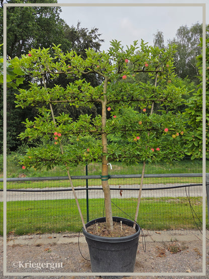 Malus domestica Royal Gala