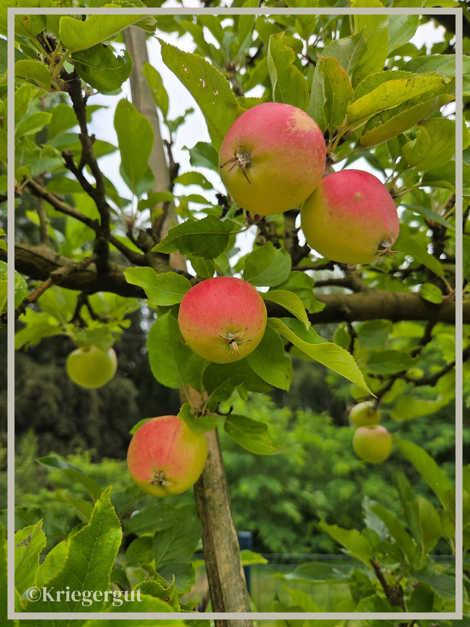 Malus domestica Royal Gala - Bild 2