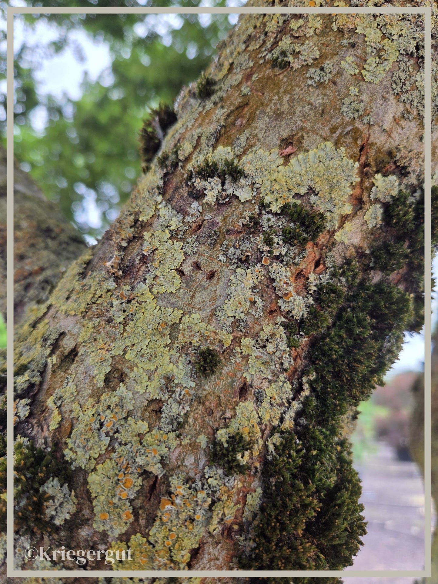 Zwerg-Ulme - Bild 5
