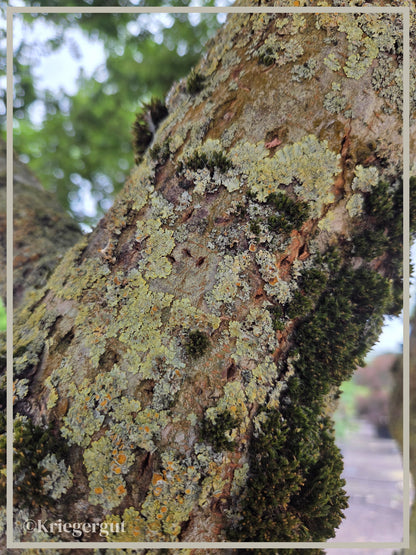 Zwerg-Ulme - Bild 5