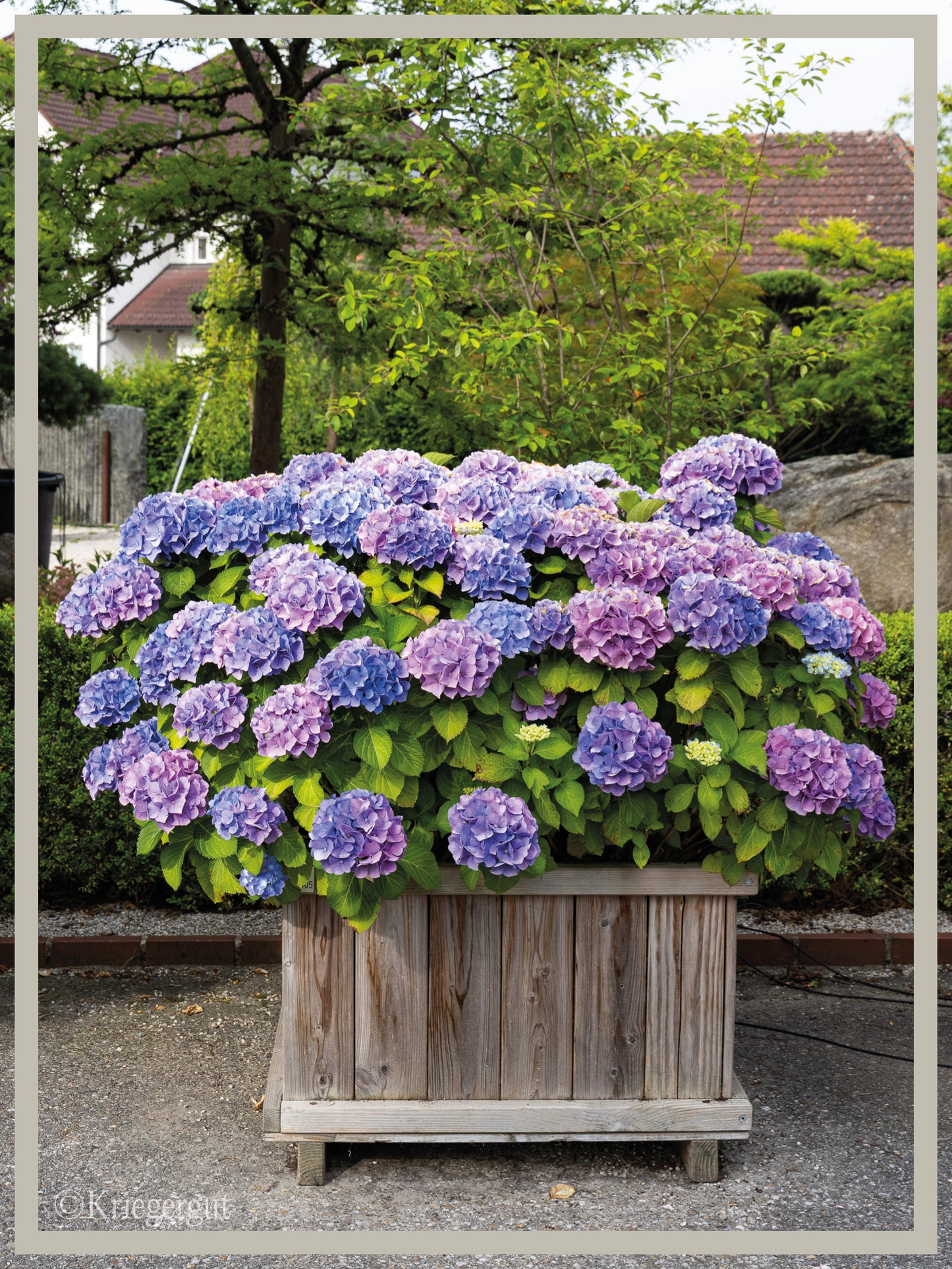 Ball-Hortensie im Holzkübel