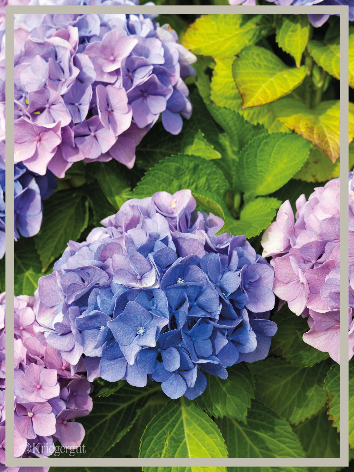 Ball-Hortensie im Holzkübel - Bild 2