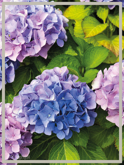 Ball-Hortensie im Holzkübel - Bild 2