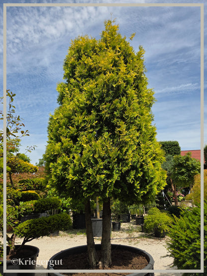 Gold-Thuje - Bild 3