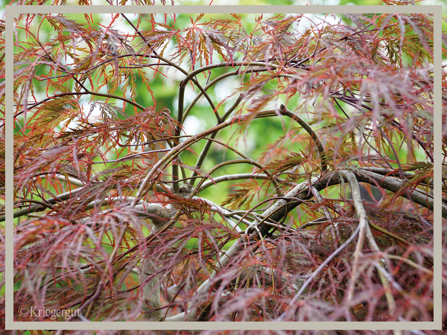 Roter Schlitz-Ahorn - Bild 3