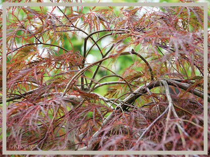 Roter Schlitz-Ahorn - Bild 3