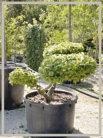 Hainbuche, Bonsai