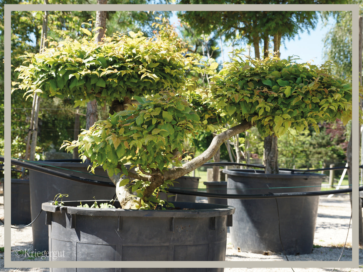 Hainbuche, Bonsai - Bild 2