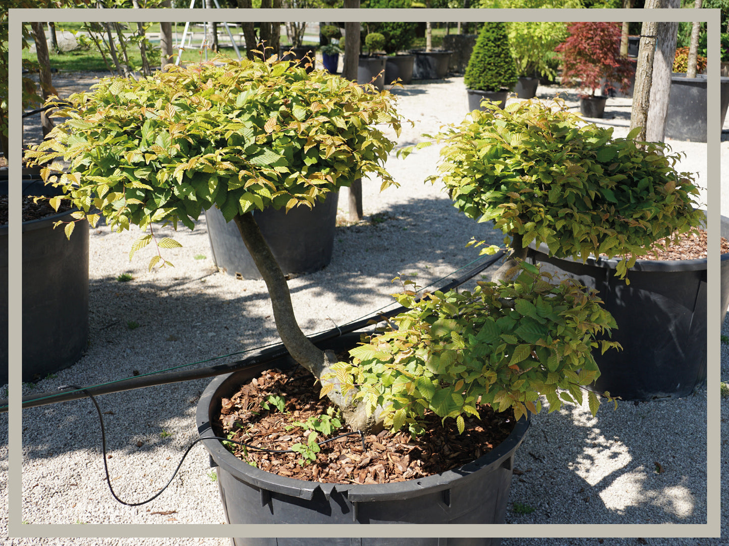 Hainbuche, Bonsai - Bild 3