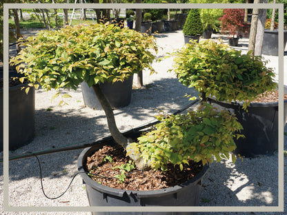 Hainbuche, Bonsai - Bild 3