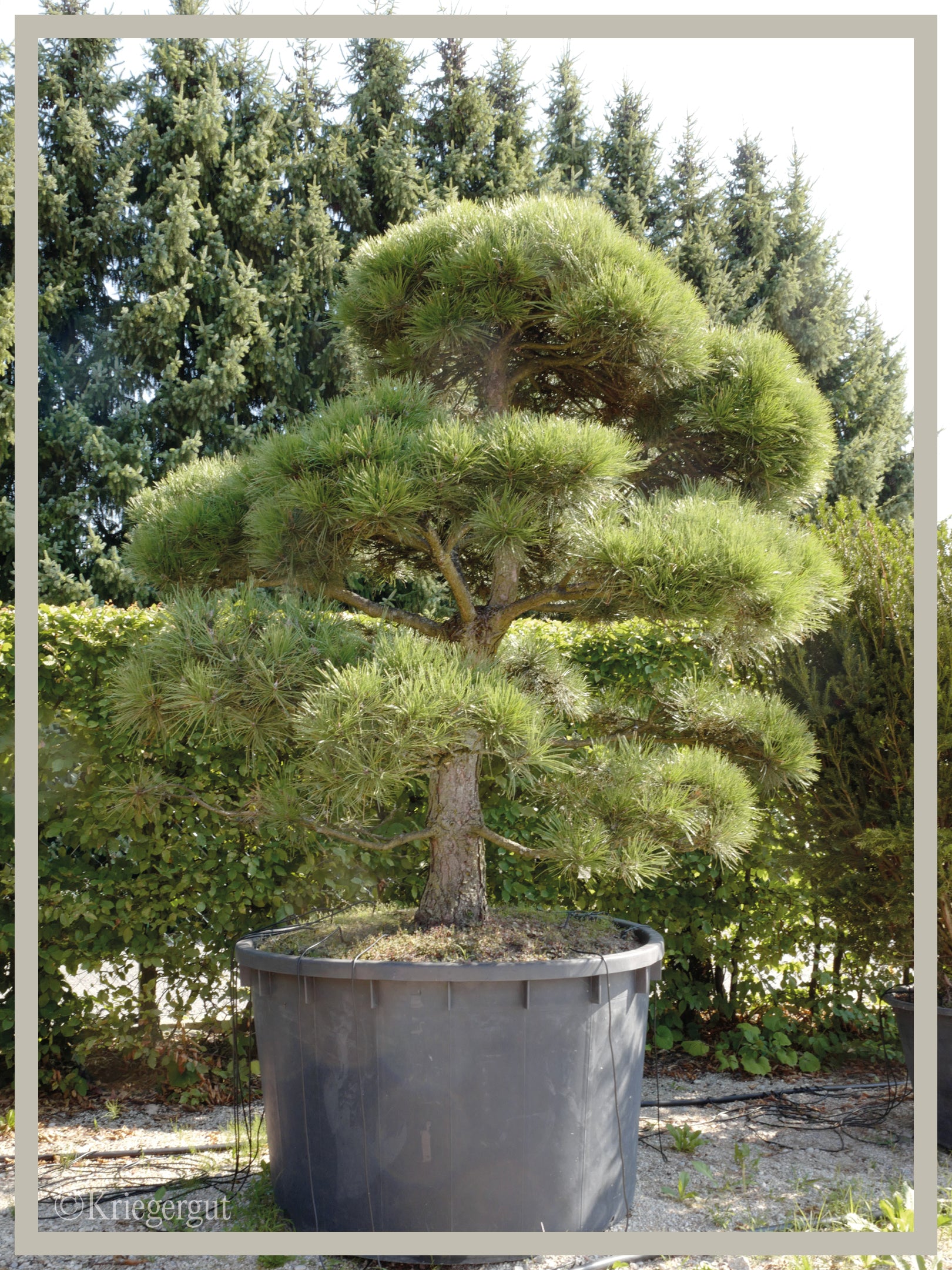 Österreichische Schwarzkiefer, Bonsai