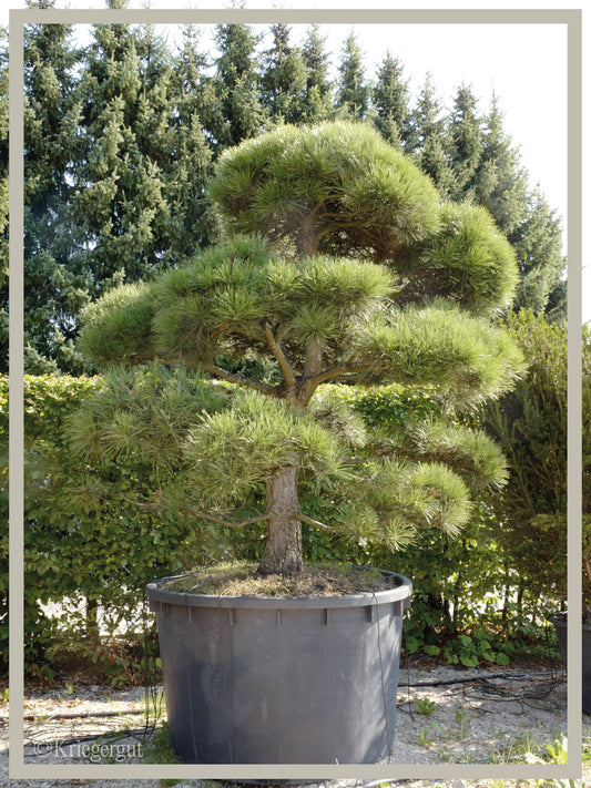 Österreichische Schwarzkiefer, Bonsai