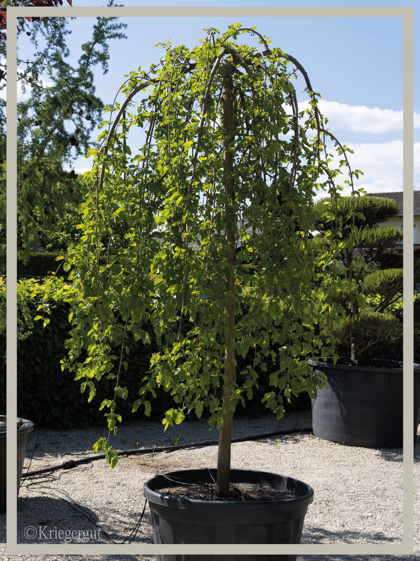 Hänge-Maulbeerbaum