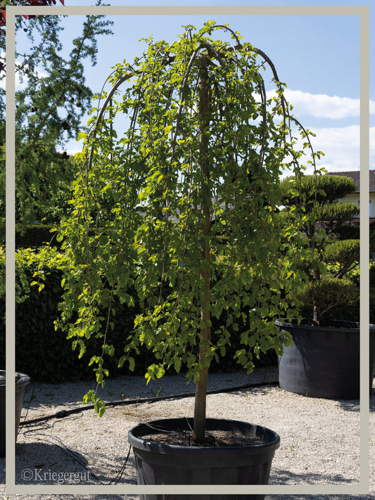 Hänge-Maulbeerbaum