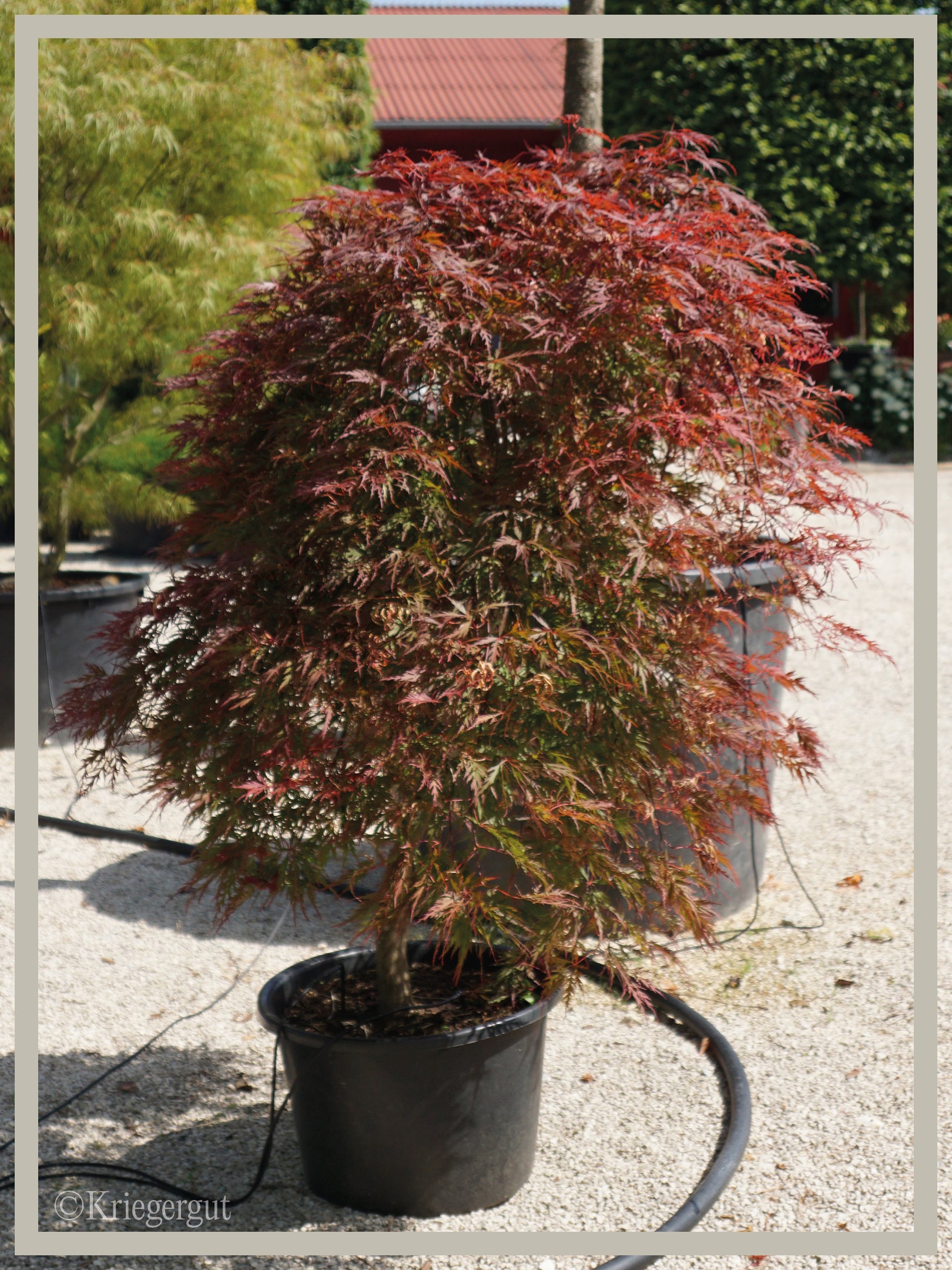 Roter Schlitz-Ahorn - Bild 4