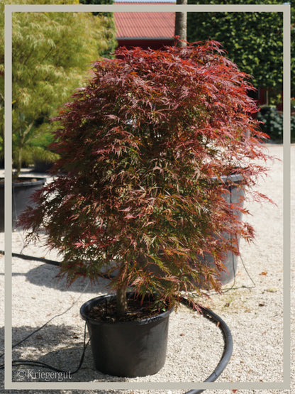 Roter Schlitz-Ahorn - Bild 4