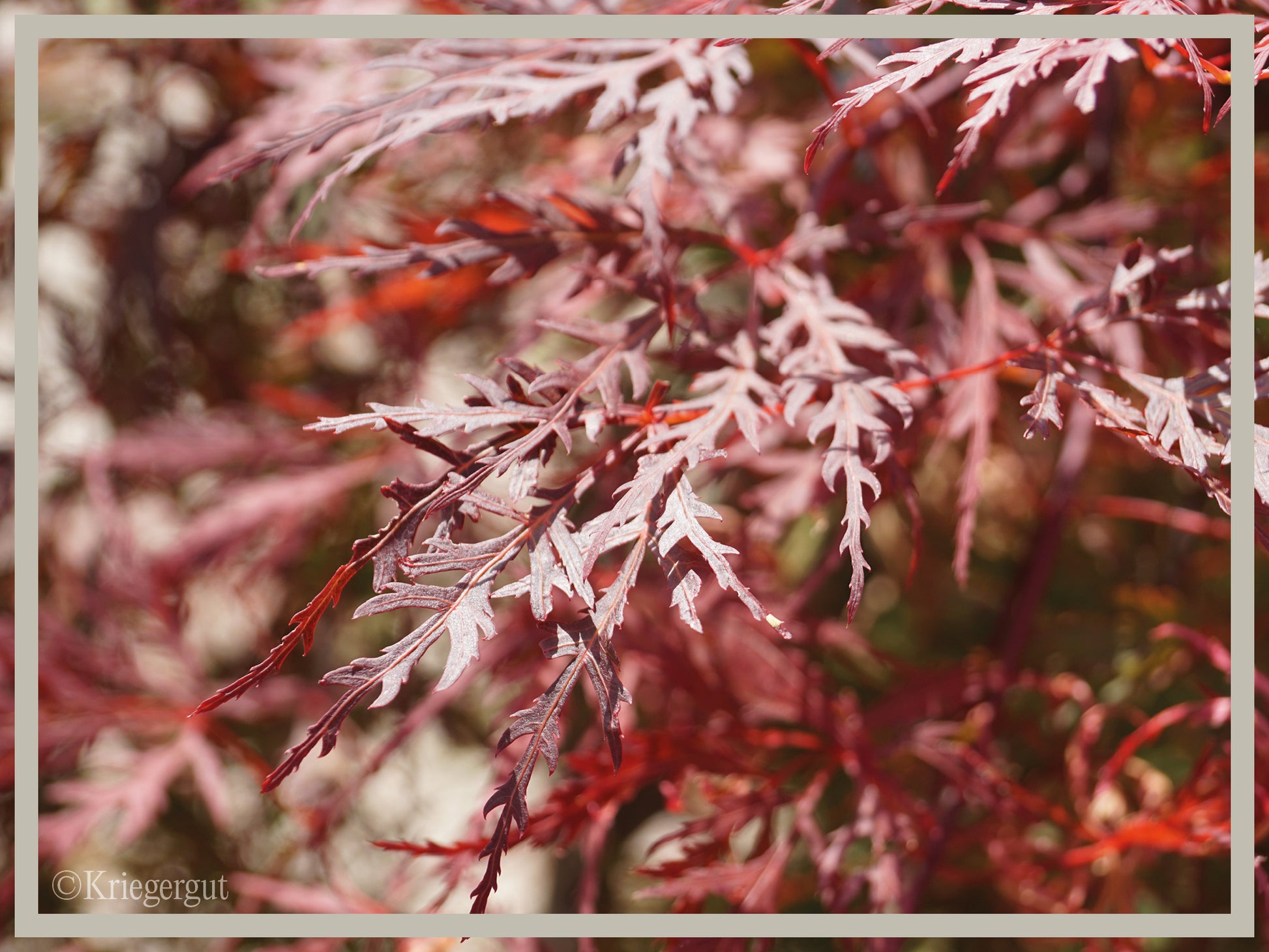 Roter Schlitz-Ahorn - Bild 6