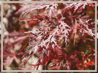 Roter Schlitz-Ahorn - Bild 6