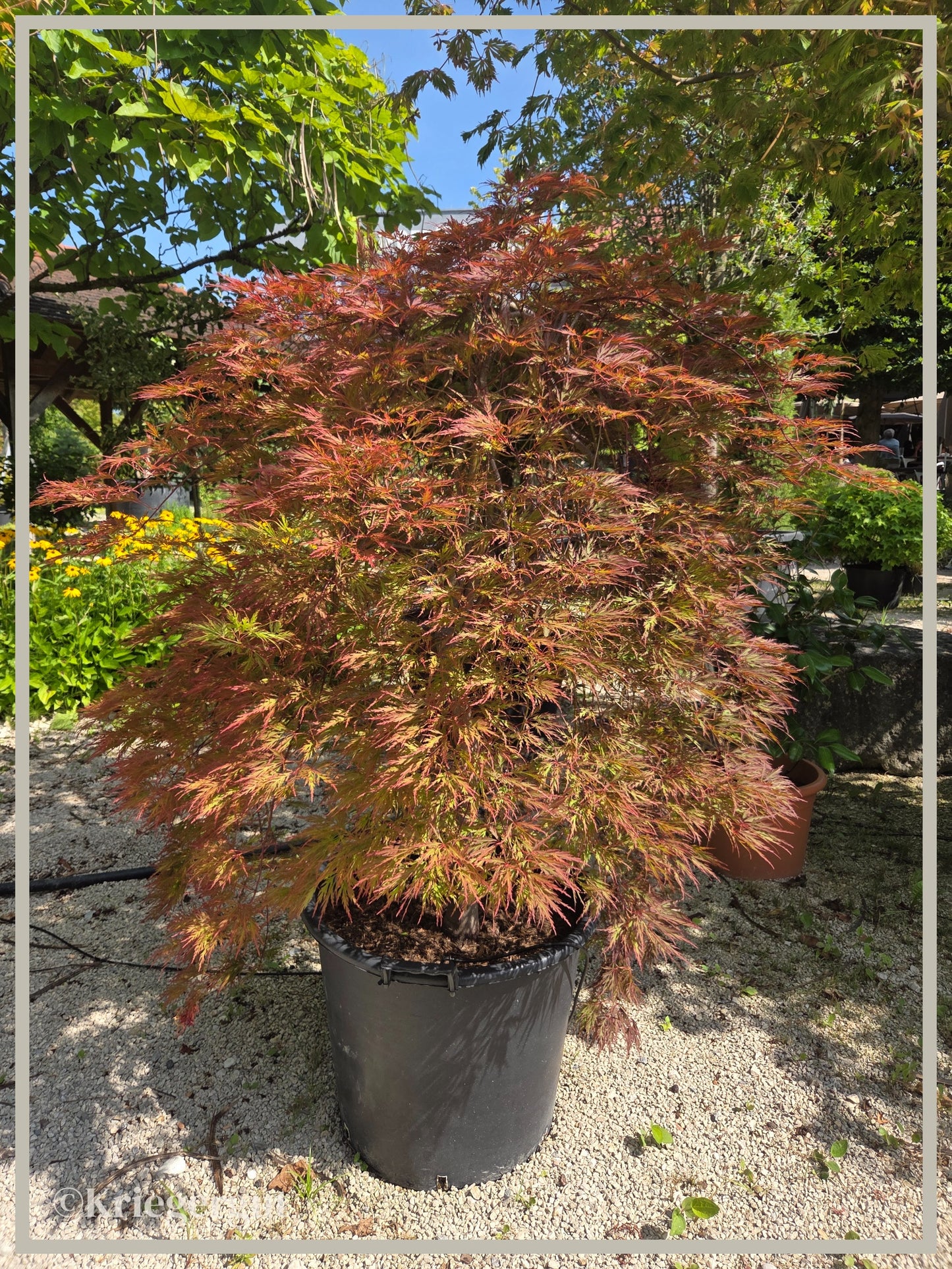 Roter Schlitz-Ahorn - Bild 2
