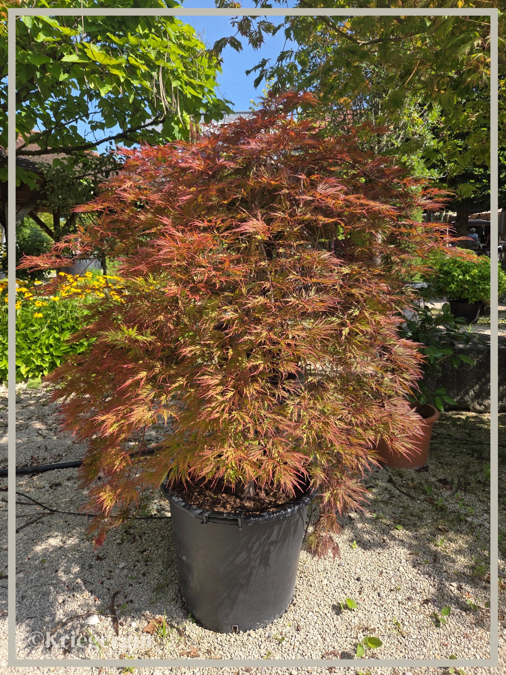 Roter Schlitz-Ahorn - Bild 2