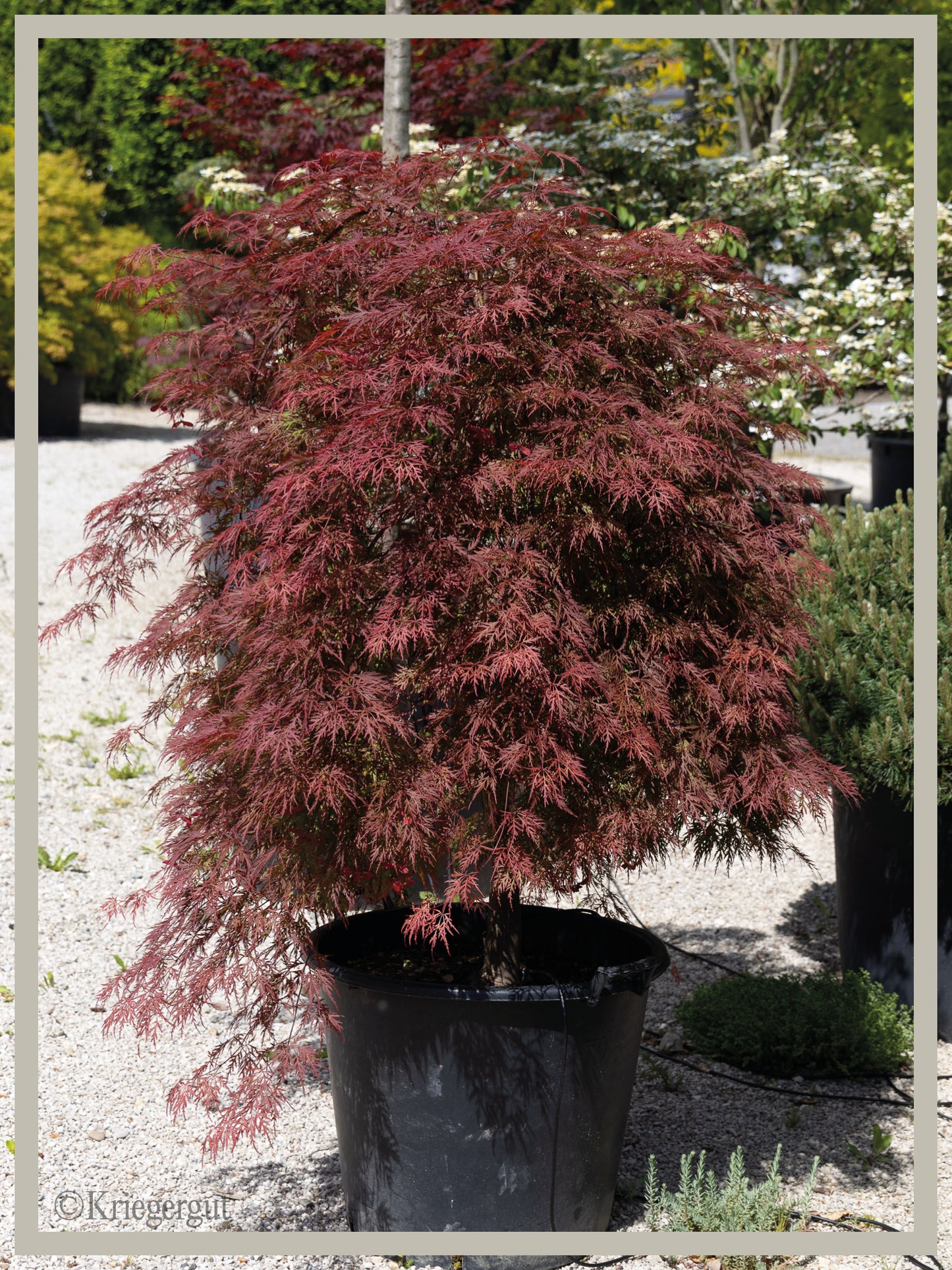 Roter Schlitz-Ahorn - Bild 2
