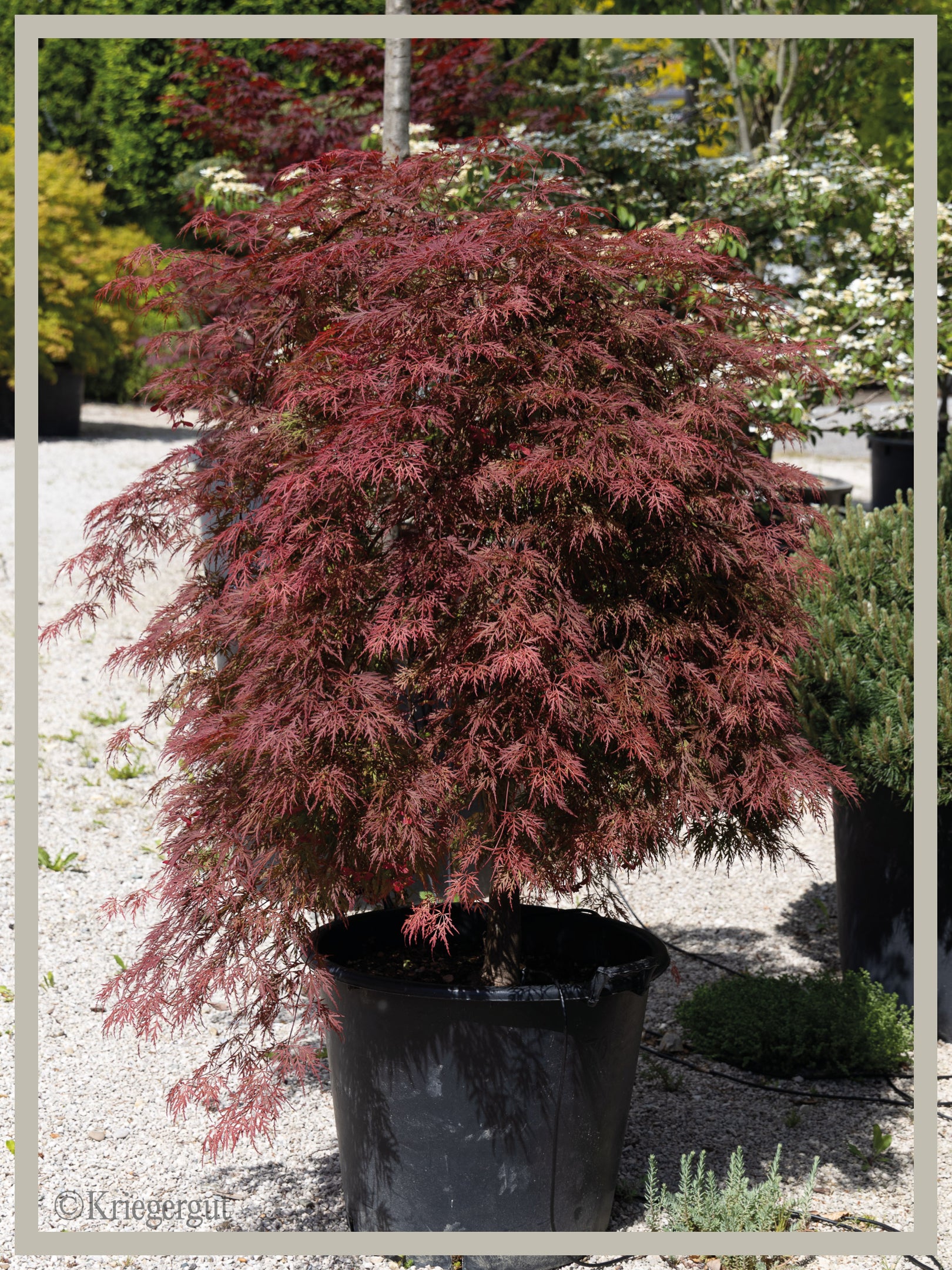 Roter Schlitz-Ahorn - Bild 2