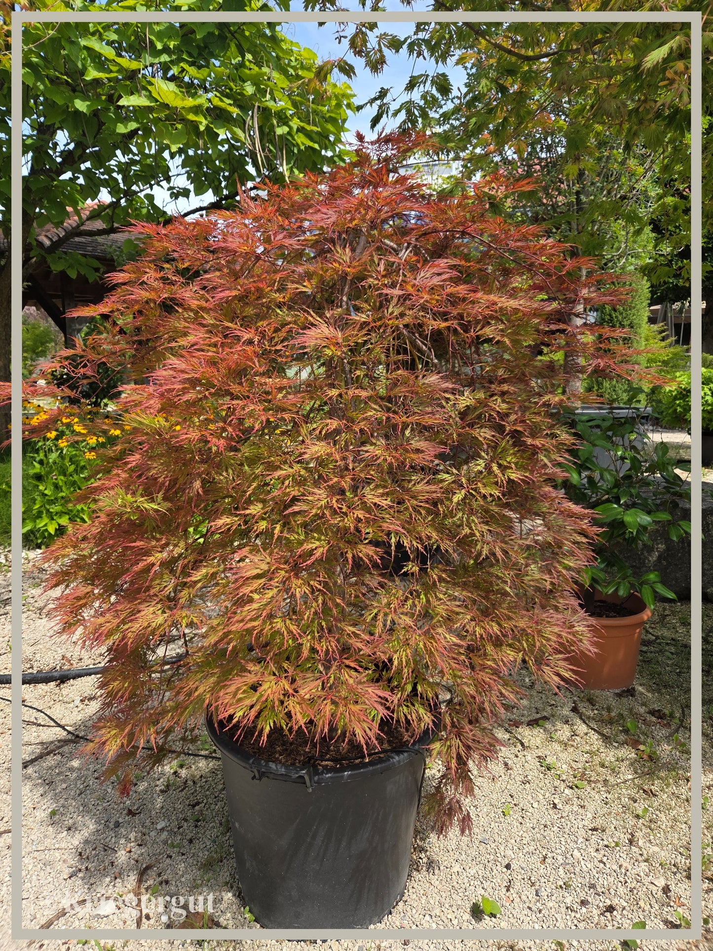 Roter Schlitz-Ahorn - Bild 4