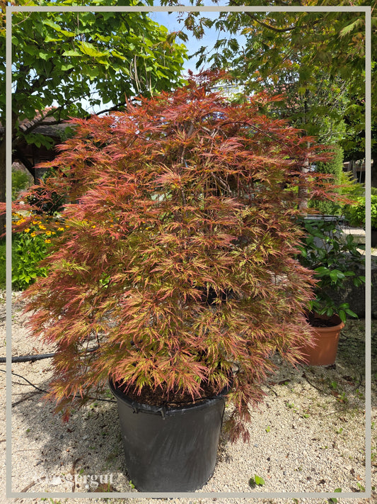 Roter Schlitz-Ahorn - Bild 4
