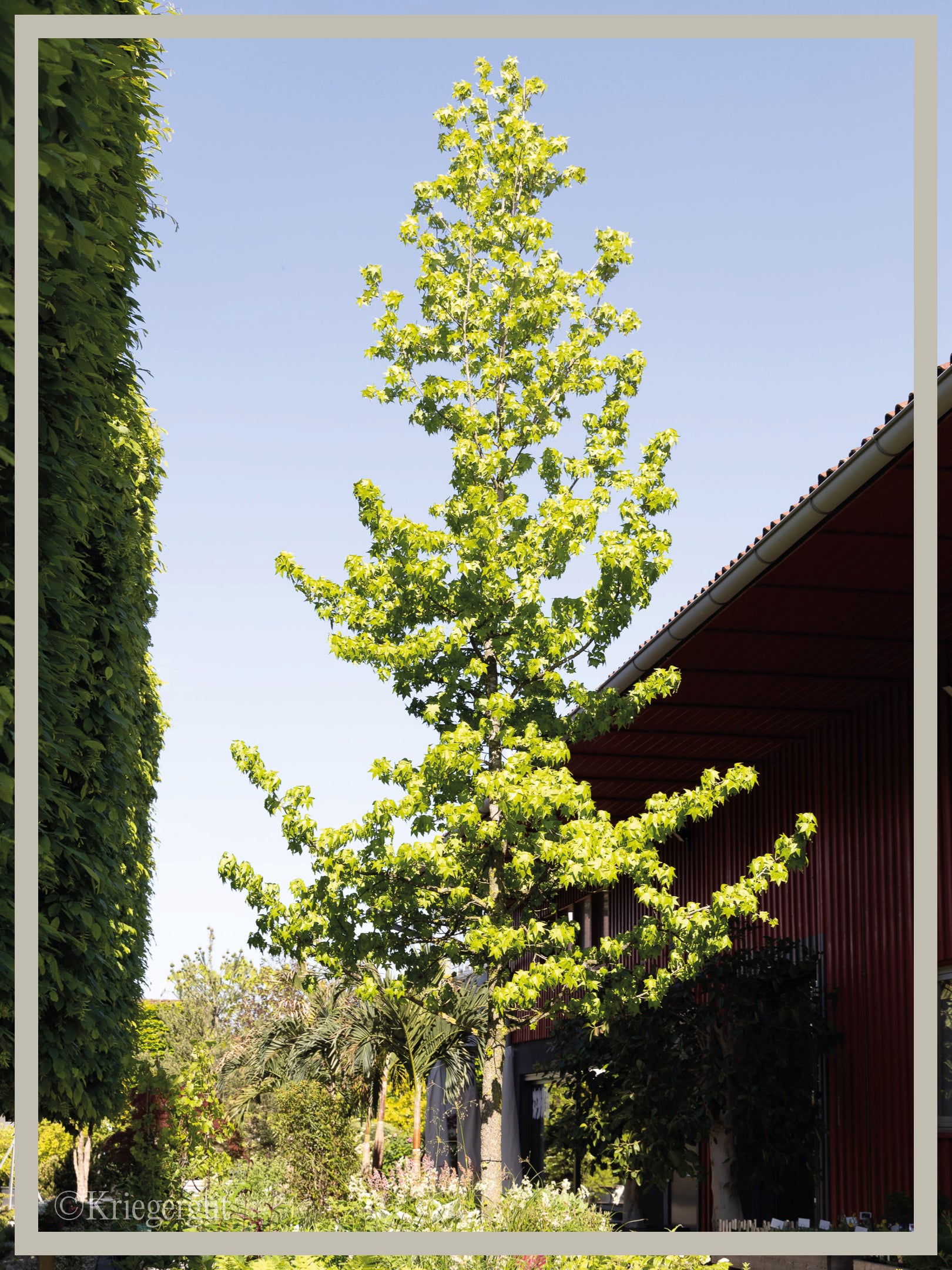 Amberbaum