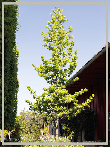 Amberbaum
