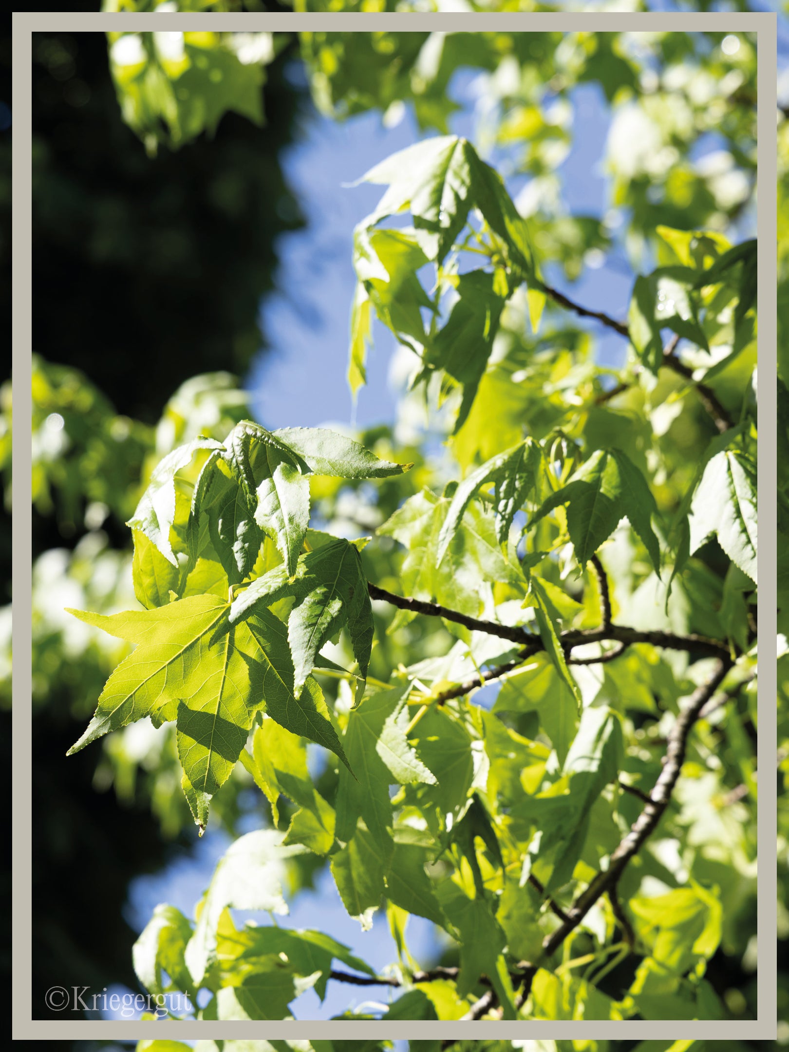 Amberbaum - Bild 2
