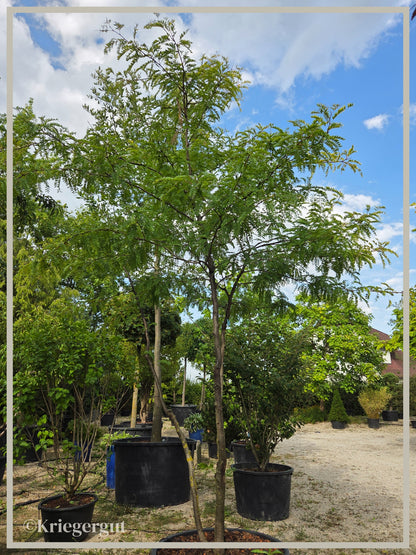Lederhülsenbaum