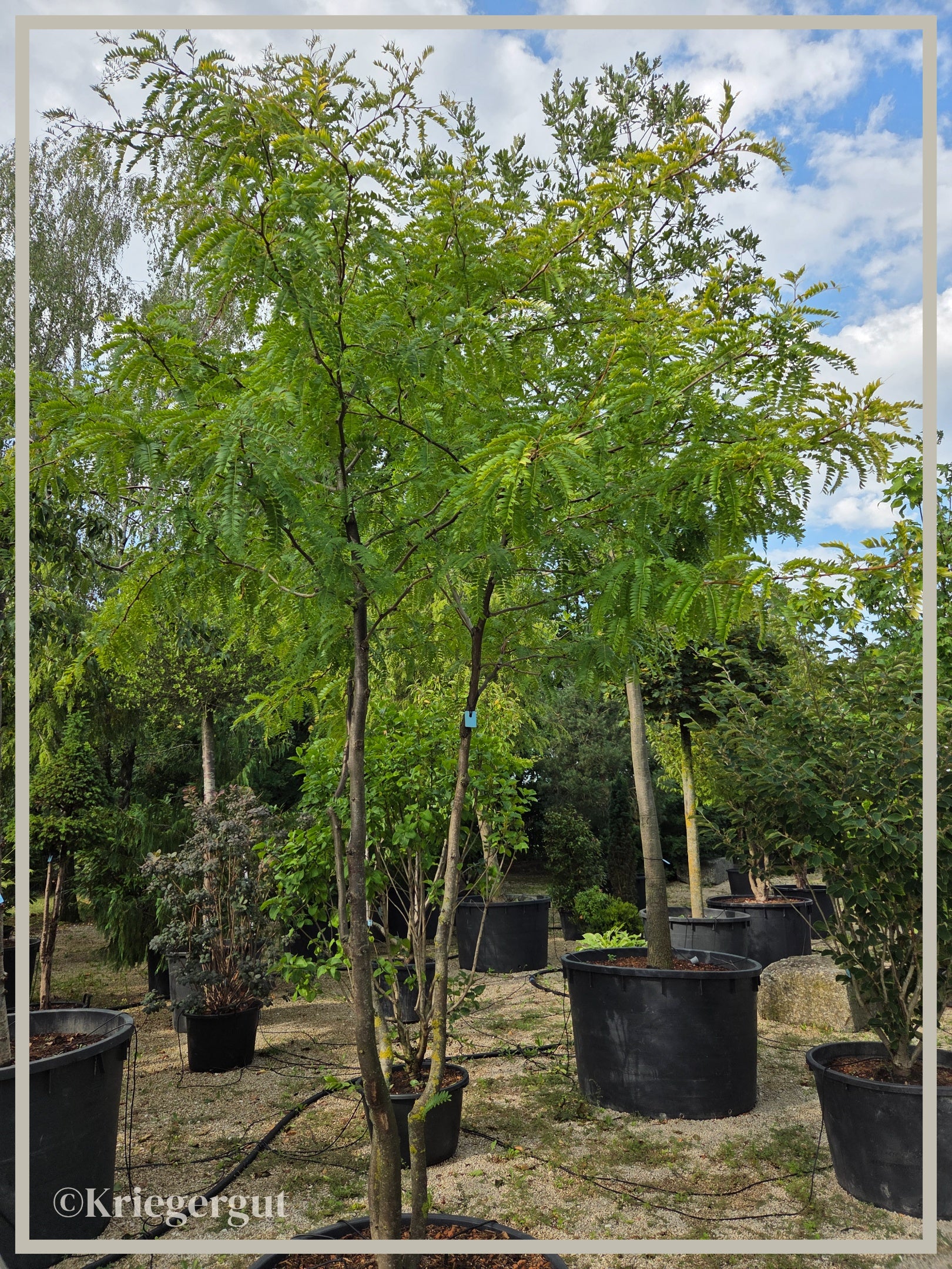 Lederhülsenbaum - Bild 2