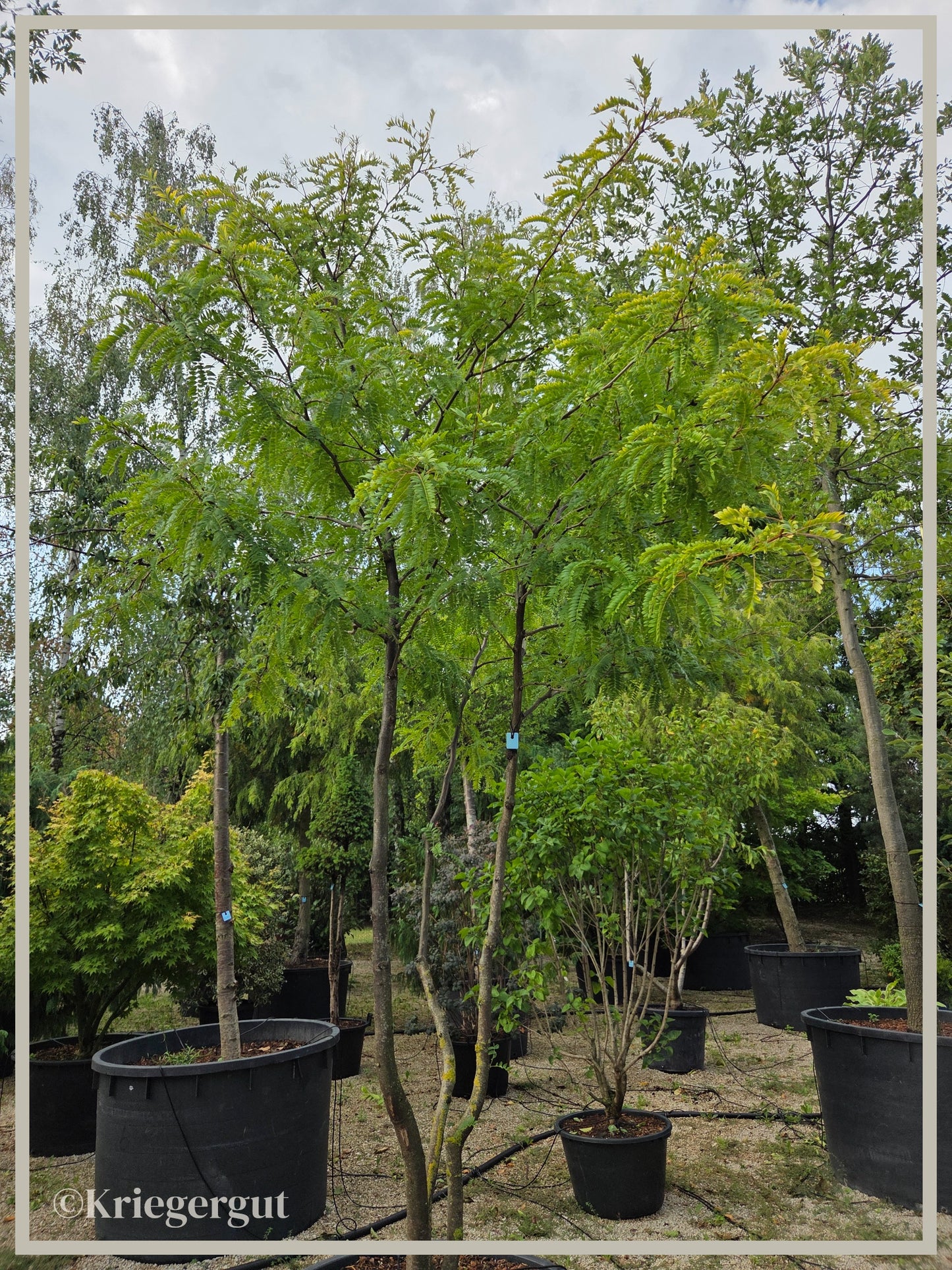 Lederhülsenbaum - Bild 3