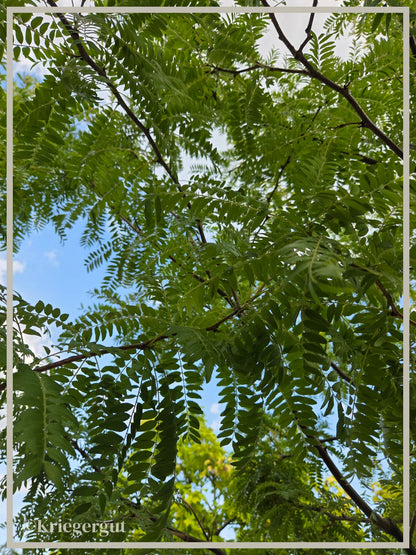 Lederhülsenbaum - Bild 5