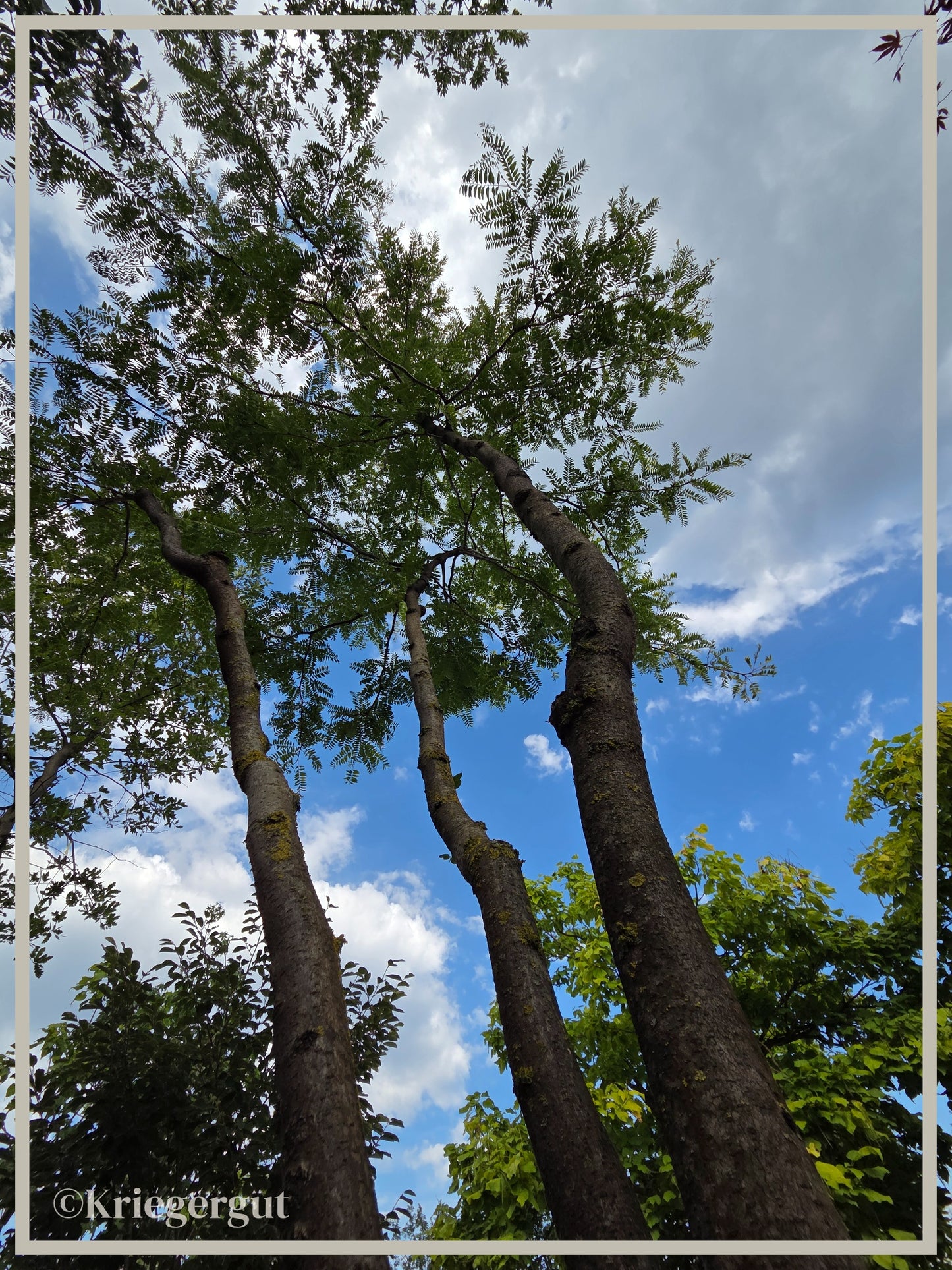 Lederhülsenbaum - Bild 6