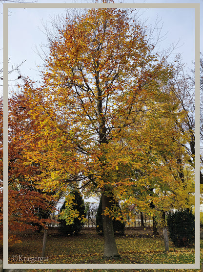 Rot-Buche - Bild 2