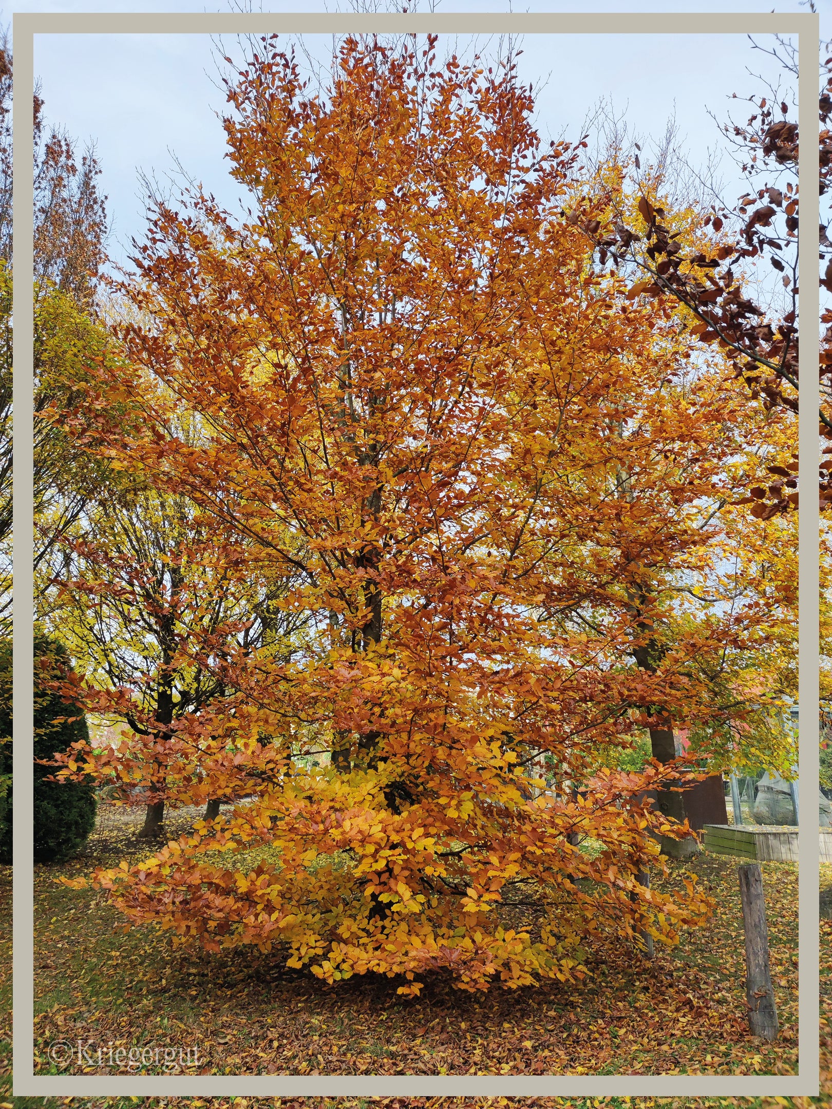 Blut-Buche - Bild 3