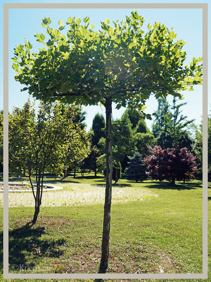 Ahornblättrige Platane Dachform