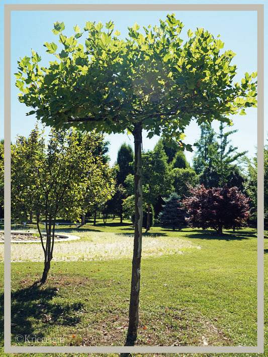 Ahornblättrige Platane Dachform