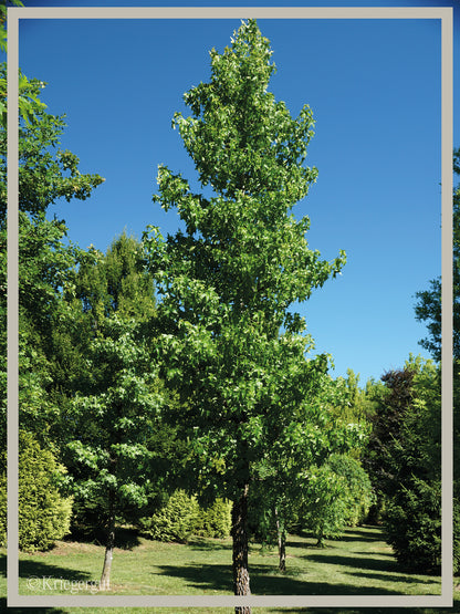 Amberbaum