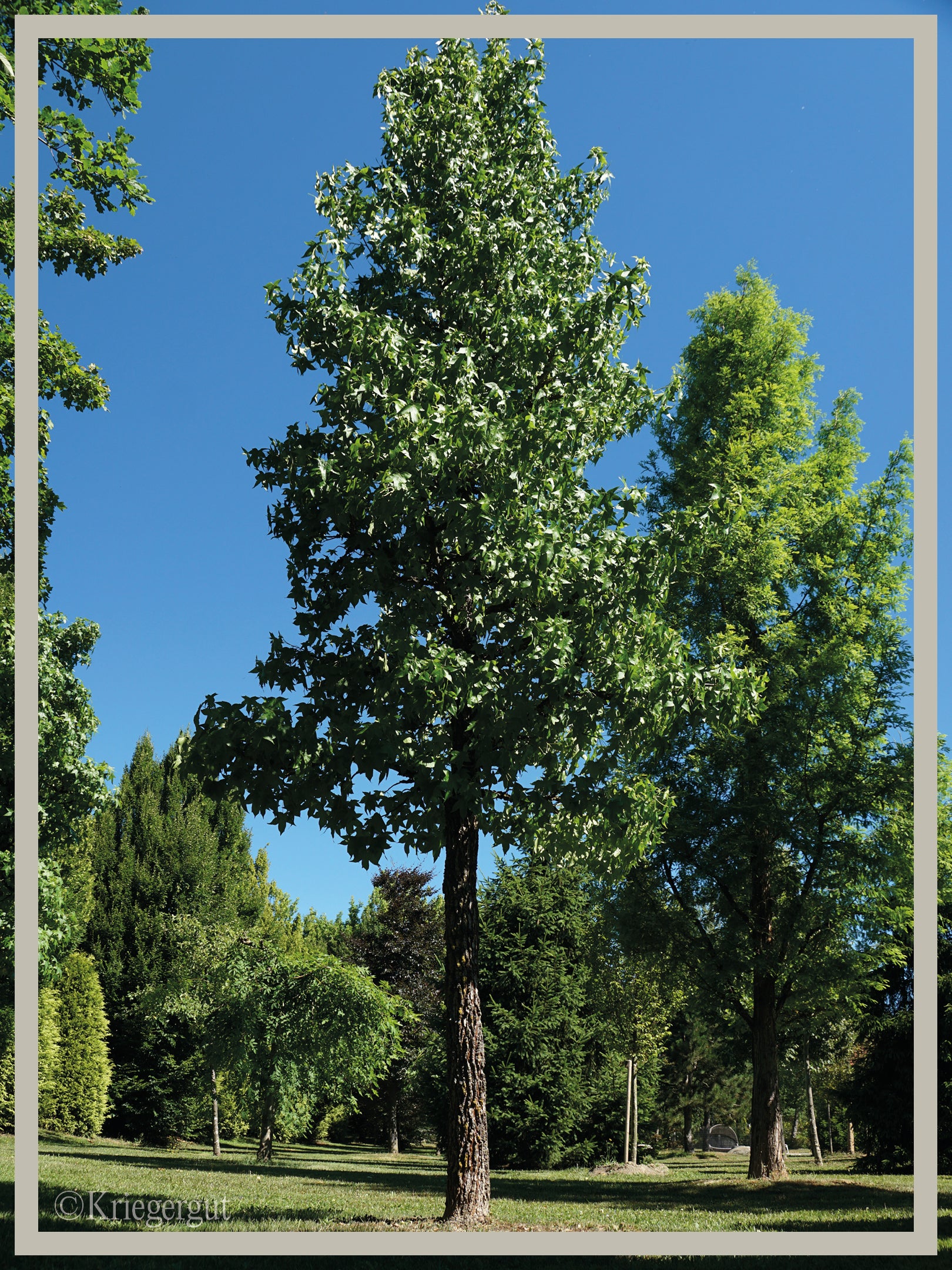Amberbaum - Bild 2