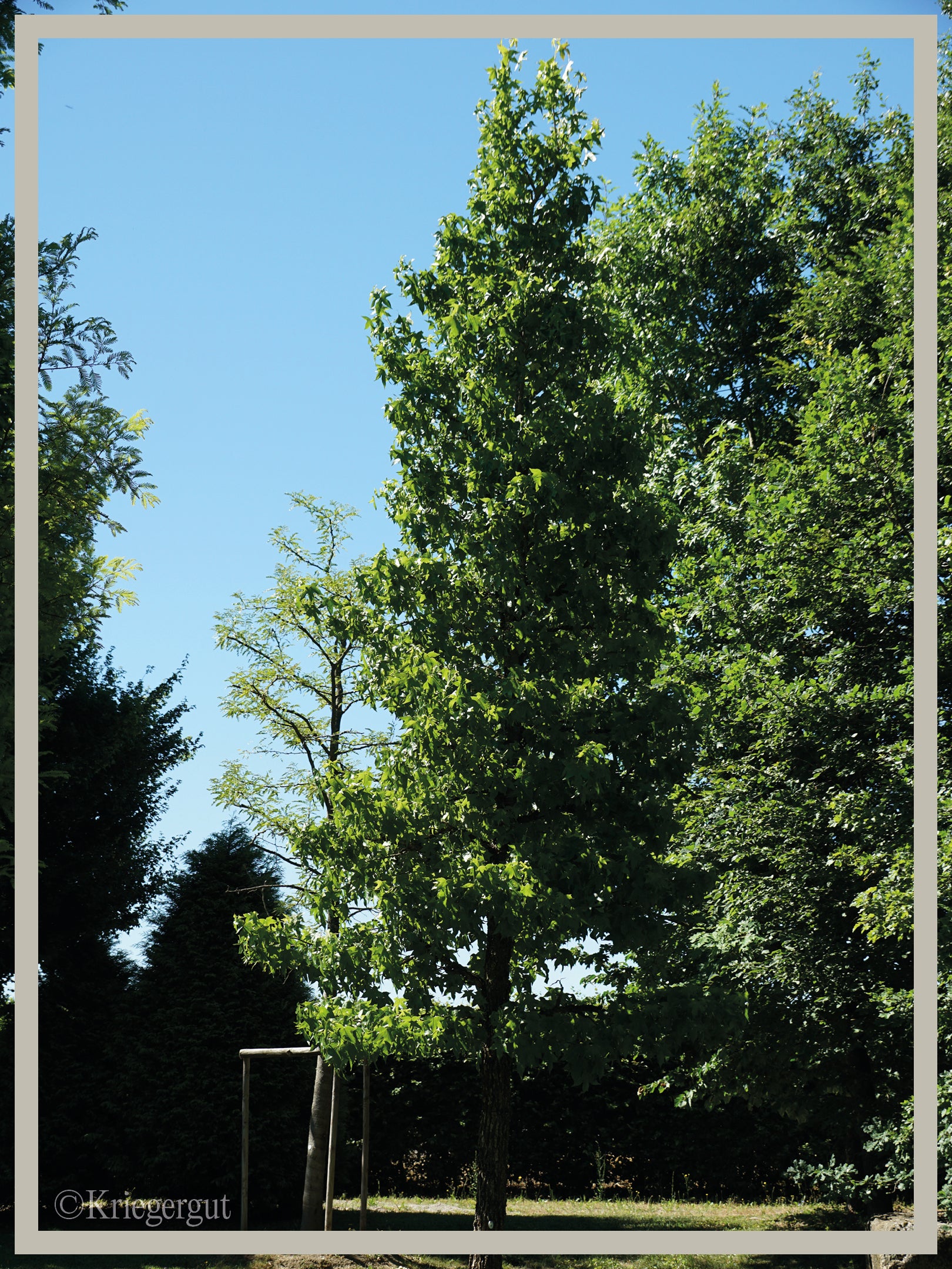 Amberbaum - Bild 3