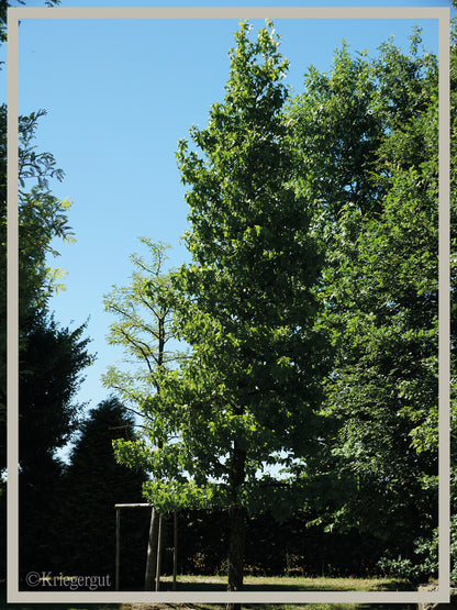 Amberbaum - Bild 3