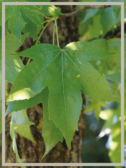 Amberbaum - Bild 4