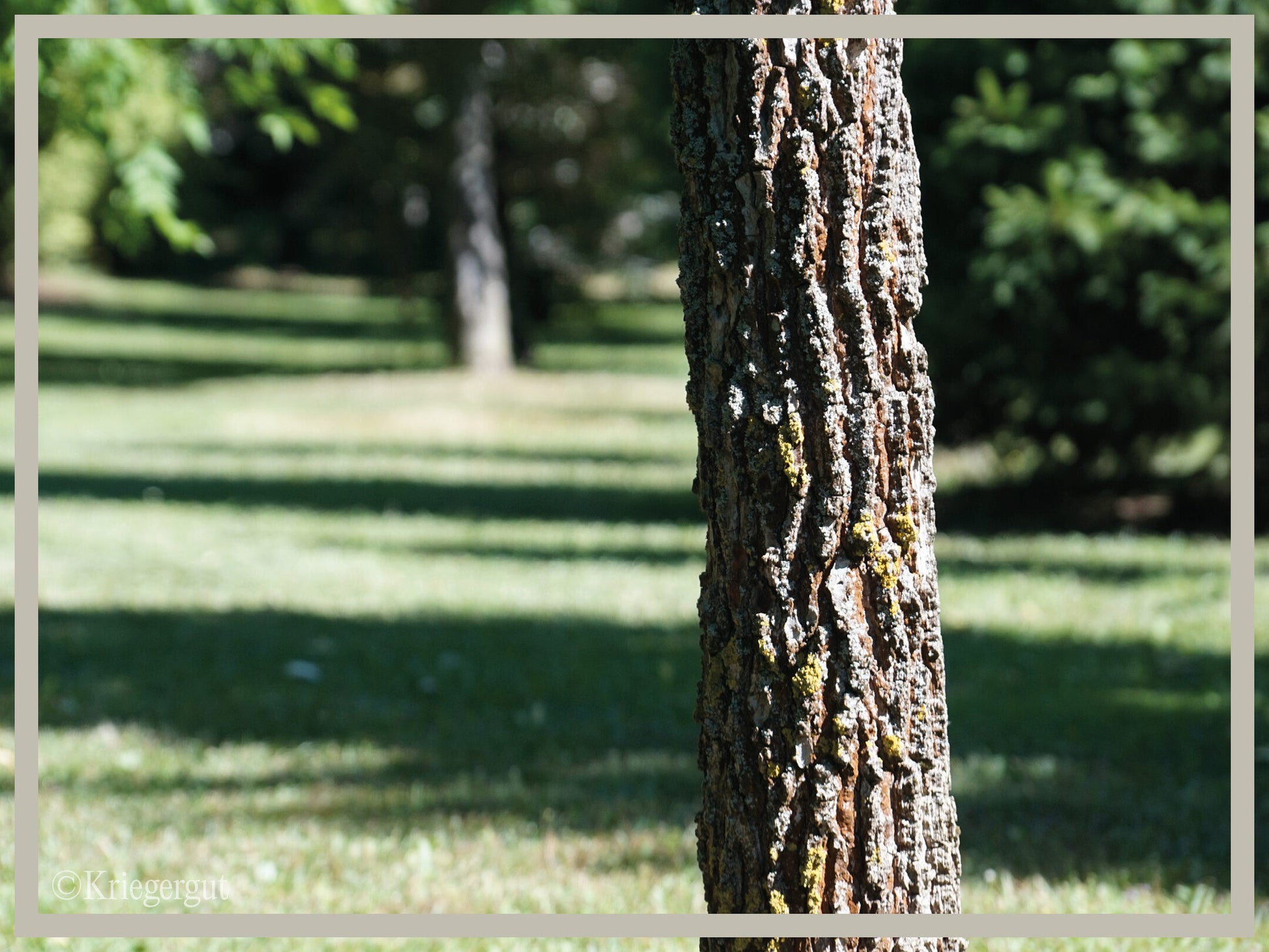Amberbaum - Bild 5