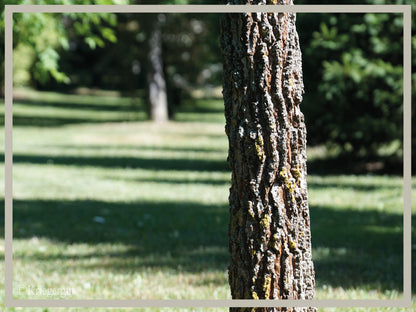 Amberbaum - Bild 5