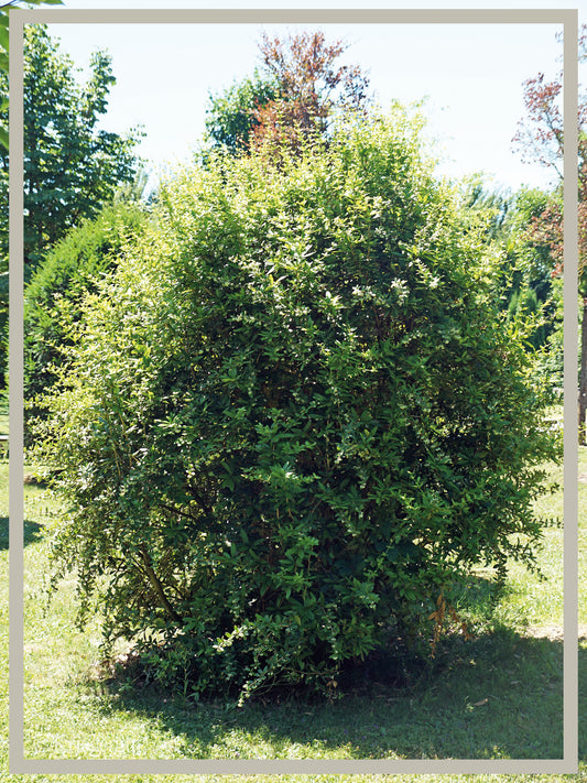 Großblättrige Berberitze