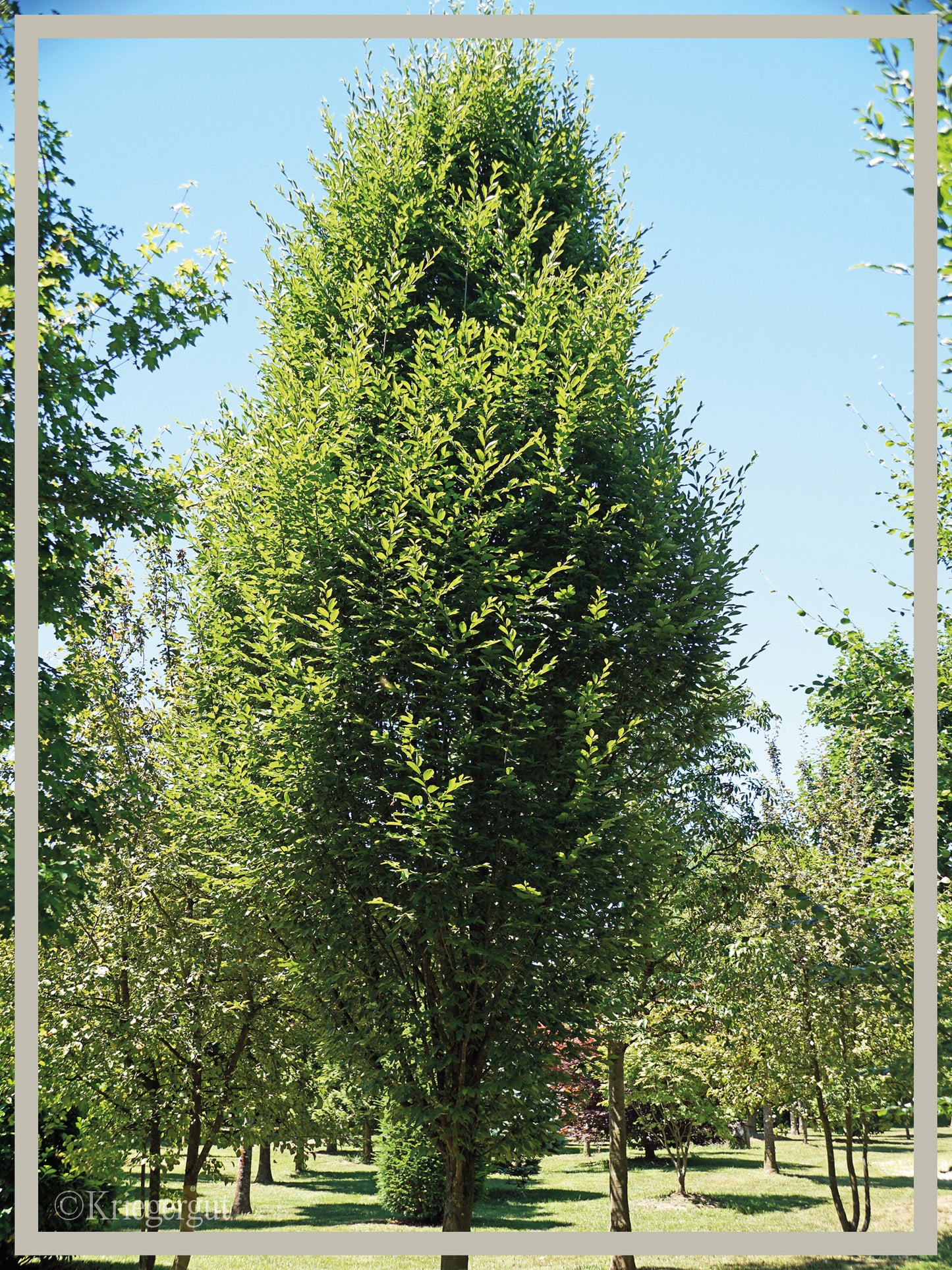 Säulen-Hainbuche - Bild 2